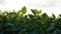 Green ripening soybean field, agricultural landscape. Flowering soybean plant. Soy plantations at sunset. Against the background Royalty Free Stock Photo