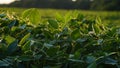 Green ripening soybean field, agricultural landscape. Flowering soybean plant. Soy plantations at sunset. Against the background Royalty Free Stock Photo