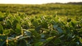 Green ripening soybean field, agricultural landscape. Flowering soybean plant. Soy plantations at sunset. Against the background Royalty Free Stock Photo