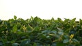 Green ripening soybean field, agricultural landscape. Flowering soybean plant. Soy plantations at sunset. Against the background Royalty Free Stock Photo