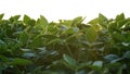 Green ripening soybean field, agricultural landscape. Flowering soybean plant. Soy plantations at sunset. Against the background Royalty Free Stock Photo