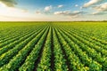 Green ripening soybean field