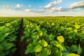 Green ripening soybean field Royalty Free Stock Photo