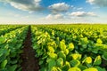 Green ripening soybean field