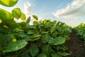 Green ripening soybean field Royalty Free Stock Photo