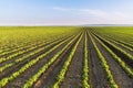 Green ripening soybean field, agricultural landscape Royalty Free Stock Photo