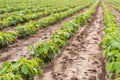 Green ripening soybean field, agricultural landscape Royalty Free Stock Photo