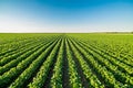 Green ripening soybean field, agricultural landscape Royalty Free Stock Photo