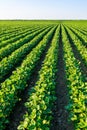 Green ripening soybean field, agricultural landscape Royalty Free Stock Photo