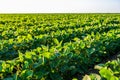 Green ripening soybean field, agricultural landscape Royalty Free Stock Photo