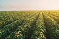 Green ripening soybean field, agricultural landscape. Royalty Free Stock Photo