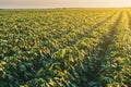 Green ripening soybean field, agricultural landscape.