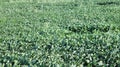 Green ripening soybean field, agricultural landscape. Soybean plantation on a sunny day