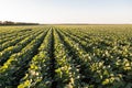 Green ripening soybean field, agricultural landscape. Soy plantation Royalty Free Stock Photo