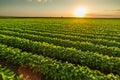 Green ripening soybean field