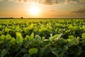 Green ripening soybean field