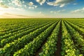 Green ripening soybean field