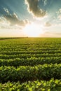 Green ripening soybean field