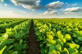 Green ripening soybean field Royalty Free Stock Photo