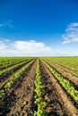 Green ripening soybean field