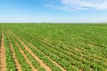 Green ripening soybean field. Rows of green soybeans. Soy plantation. Royalty Free Stock Photo