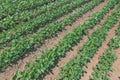 Green ripening soybean field. Rows of green soybeans. Soy plantation. Royalty Free Stock Photo