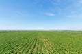 Green ripening soybean field. Rows of green soybeans. Soy plantation. Royalty Free Stock Photo