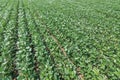 Green ripening soybean field. Rows of green soybeans. Soy plantation. Royalty Free Stock Photo