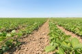 Green ripening soybean field. Rows of green soybeans. Soy plantation. Royalty Free Stock Photo