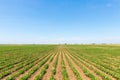 Green ripening soybean field. Rows of green soybeans. Soy plantation.