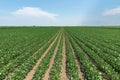 Green ripening soybean field. Rows of green soybeans. Soy plantation. Royalty Free Stock Photo