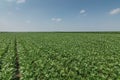 Green ripening soybean field. Rows of green soybeans. Soy plantation. Royalty Free Stock Photo