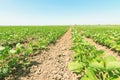 Green ripening soybean field. Rows of green soybeans. Soy plantation Royalty Free Stock Photo