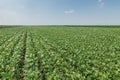 Green ripening soybean field. Rows of green soybeans. Soy plantation Royalty Free Stock Photo