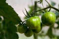 Green ripening tomatoes in the greenhouse.