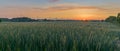 Green ripening wheat in a field and high voltage transmission line towers on the background with summer sunset sky. Wheat growing Royalty Free Stock Photo