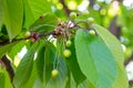 Green ripens on a sweet cherry tree branch in the garden in spring and summer on leaves background. Royalty Free Stock Photo