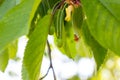 Green ripens on a sweet cherry tree branch in the garden in spring and summer on leaves background. Royalty Free Stock Photo