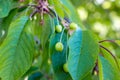 Green ripens on a sweet cherry tree branch in the garden in spring and summer on leaves background. Royalty Free Stock Photo