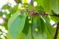 Green ripens on a sweet cherry tree branch in the garden in spring and summer on leaves background. Royalty Free Stock Photo