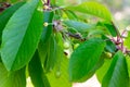 Green ripens on a sweet cherry tree branch in the garden in spring and summer on leaves background. Royalty Free Stock Photo