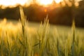 Green rising wheat field in the bright sunset Royalty Free Stock Photo