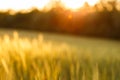 Green rising wheat field in the bright sunset Royalty Free Stock Photo