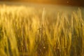 Green rising wheat field in the bright sunset Royalty Free Stock Photo