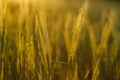 Green rising wheat field in the bright sunset Royalty Free Stock Photo