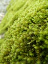 Green river moss macro view