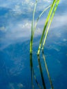 Green River Reeds in Reflection