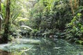Jamaica Konoko falls park green river and green tropical jungle Royalty Free Stock Photo