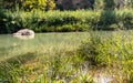 Green river in summer Royalty Free Stock Photo
