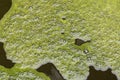 Green river water foam. Polluted nature. World environmental problem. Ecology concept